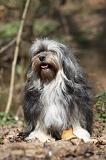 PETIT CHIEN LION 294